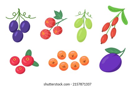 Berry set. Uva, arándano, currante rojo, barbera, rowan y ciruela. Ilustración vectorial para fondos, embalaje, tarjetas de felicitación, carteles, textil y de temporada. Aislado sobre fondo blanco.