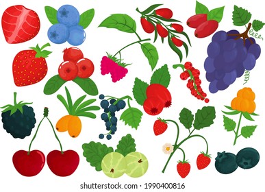 Berry set, isolated on white, vector illustration. Healthy fruit, fresh raspberry, strawberry food, organic cherry and natural blackberry.