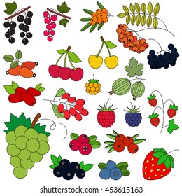 Berry set in vector, the colorful version.