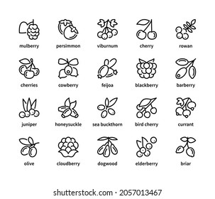 Berry simple set of vector linear icons. Symbol of healthy and natural food. Mulberry persimmon viburnum cherry rowan cowberry and more. Isolated collection of berries icons on white background.