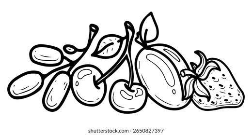 Berry still life. Hand drawn doodle vector. Juicy sweet grapes, cherry, plum, strawberry. Summer fruit dessert. Fresh organic food. Farm harvest. Seasonal vitamins. Illustration line art element.