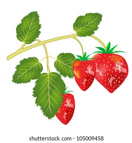 Berry strawberries on branch