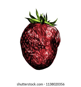 berry strawberry sketch vector graphic color illustration on white background