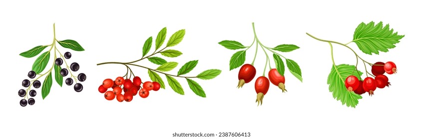 Berry Twig and Branch with Leafy Stem and Hanging Fruit Vector Set