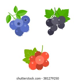 Berry vector set, blueberry, blackcurrant, red berry, flat design