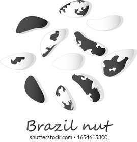 Bertholletia. Brazil nuts vector illustration on white close up