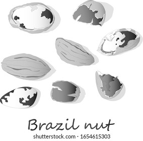 Bertholletia. Catálogo de nueces de Brasil sobre el cierre blanco