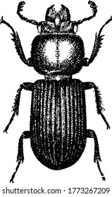 Bess beetles are advanced insects, vintage line drawing or engraving illustration.