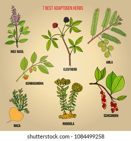 Best adaptogen herbs. Hand drawn vector set of medicinal plants