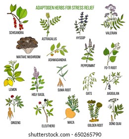 Best adaptogen herbs for stress relief. Hand drawn vector set of medicinal plants