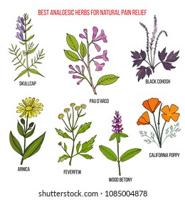 Best Analgesic Natural Herbs For Pain Relief. Hand Drawn Vector Set Of Medicinal Plants