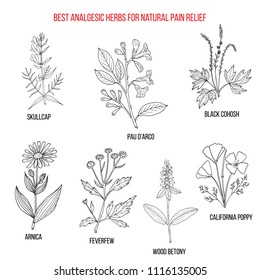 Best Analgesic Natural Herbs Pain Relief Stock Vector (Royalty Free ...