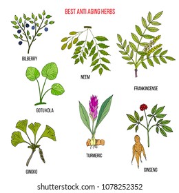 Best anti-aging herbs collection. Hand drawn botanical vector illustration