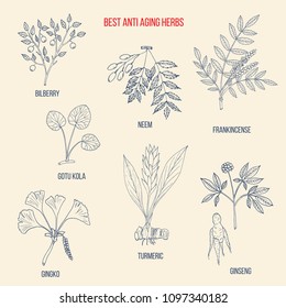 Best anti-aging herbs collection. Hand drawn botanical vector illustration