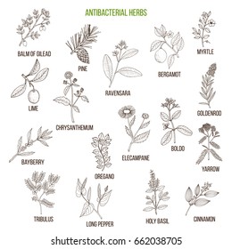 Best antibacterial herbs. Hand drawn vector set of medicinal plants