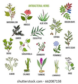 Best antibacterial herbs. Hand drawn vector set of medicinal plants