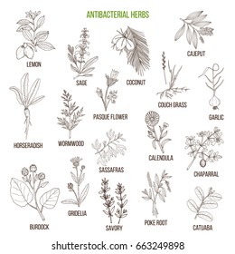 Best antibacterial herbs. Hand drawn vector set of medicinal plants