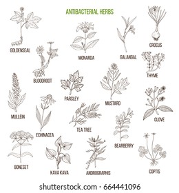 Best antibacterial herbs. Hand drawn vector set of medicinal plants