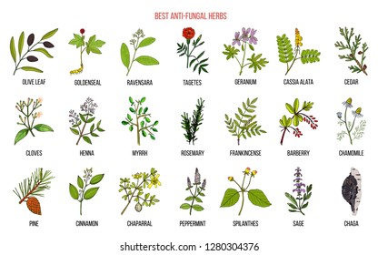 Best Herbs Female Hormone Balance Hand Stock Vector (Royalty Free ...