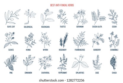 Best anti-fungal herbs set. Hand drawn botanical vector illustration