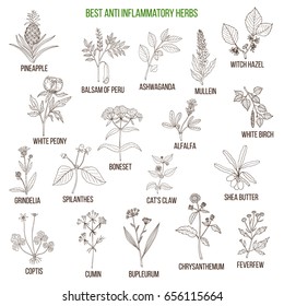 Best anti-inflammatory herbs. Hand drawn vector set of medicinal plants