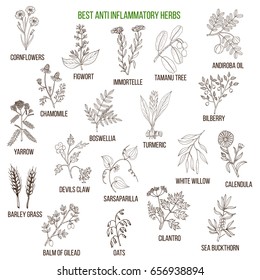 Best anti-inflammatory herbs. Hand drawn vector set of medicinal plants