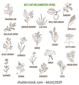 Best anti-inflammatory herbs. Hand drawn vector set of medicinal plants