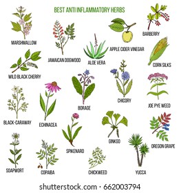 Best anti-inflammatory herbs. Hand drawn vector set of medicinal plants