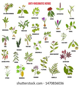 Best anti-rheumatic herbs, natural botanical set. Hand drawn vector illustration