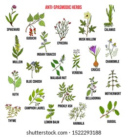 Mejor colección de hierbas antiespasmódicas. Conjunto de vectores de plantas medicinales dibujados a mano