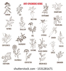 Best antispasmodic herbs collection. Part 2. Hand drawn vector set of medicinal plants