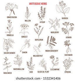 Best Antitussive Herbs Set. Hand Drawn Vector Illustration