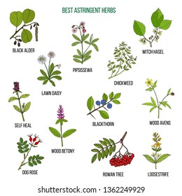 Best astridgent herbs. Hand drawn vector set of medicinal plants