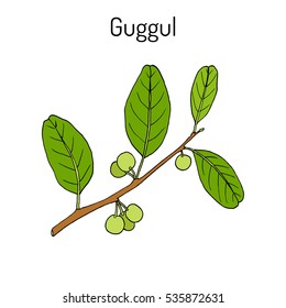 Best Ayurvedic plant guggul Commiphora wightii), or Indian bdellium-tree, Mukul myrrh tree. Hand drawn botanical vector illustration