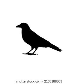 The best crow silhouette images on a white background for any design needs. Especially the design related to the crow. Like websites about crows, apps about crows. Or also a banner related with crow.