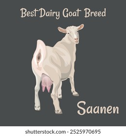 Best dairy goat breed. White domestic goat Saanen breed. Rear view. Farm animal. Vector illustration isolated on a dark background in a realistic style