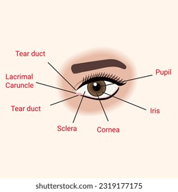 Best Design Medical Eye Diagram