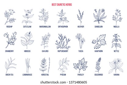 Best diuretic herbs set. Hand drawn vector illustration