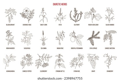 Mejor recolección de plantas diuréticas. Ilustración de vector botánico dibujada a mano