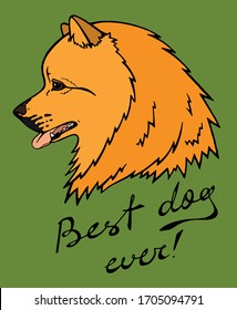 Best dog ever positive orange German spitz face vector drawing on green background