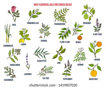 Best essential oils for stress relief. Hand drawn vector set of medicinal plants