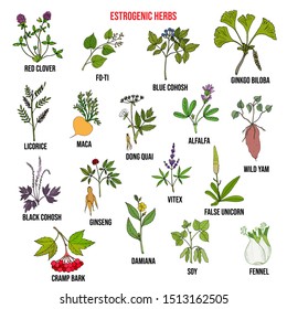 Best estrogenic herbs collection. Hand drawn vector set of medicinal plants