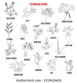 Best estrogenic herbs collection. Hand drawn vector set of medicinal plants