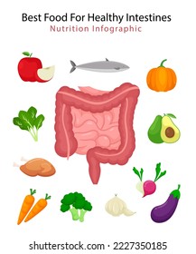 Best food for health intestines nutrition, health food illustration, nutrition infographic concept