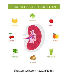 Best food for health spleen, health food illustration, nutrition, nutrition infographic concept
