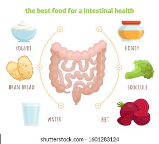 The best food for a healthy intestines. Vector infographic isolated on white background. Foods that help improve digestion and bowel function. Memo of what you need to eat for gut.