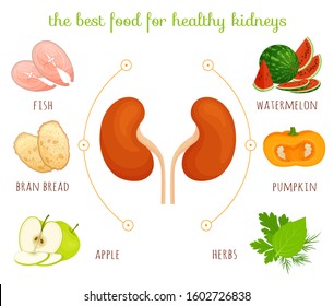 The best food for healthy kidneys. Information banner on the topic of diets and healthy eating. Vector infographics. Illustration with the image of kidneys and products in cartoon style.