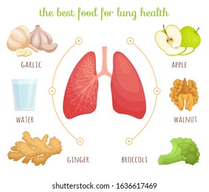 The best food for the lungs. Products that need to be systematically consumed to maintain the health of the body. Diet for the lungs. Vector infographic in cartoon style on the topic of anatomy.