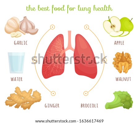 The best food for the lungs. Products that need to be systematically consumed to maintain the health of the body. Diet for the lungs. Vector infographic in cartoon style on the topic of anatomy.