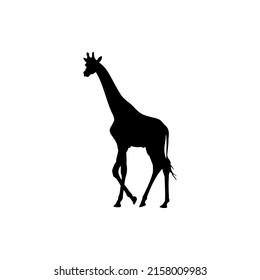 The Best Giraffe Silhouette Illustration Vector Image High Quality For Animals Design